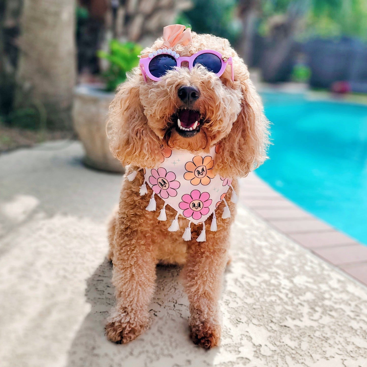 Have A Nice Daisy - Reversible Snap On Dog Bandana - With White Tassel Trim