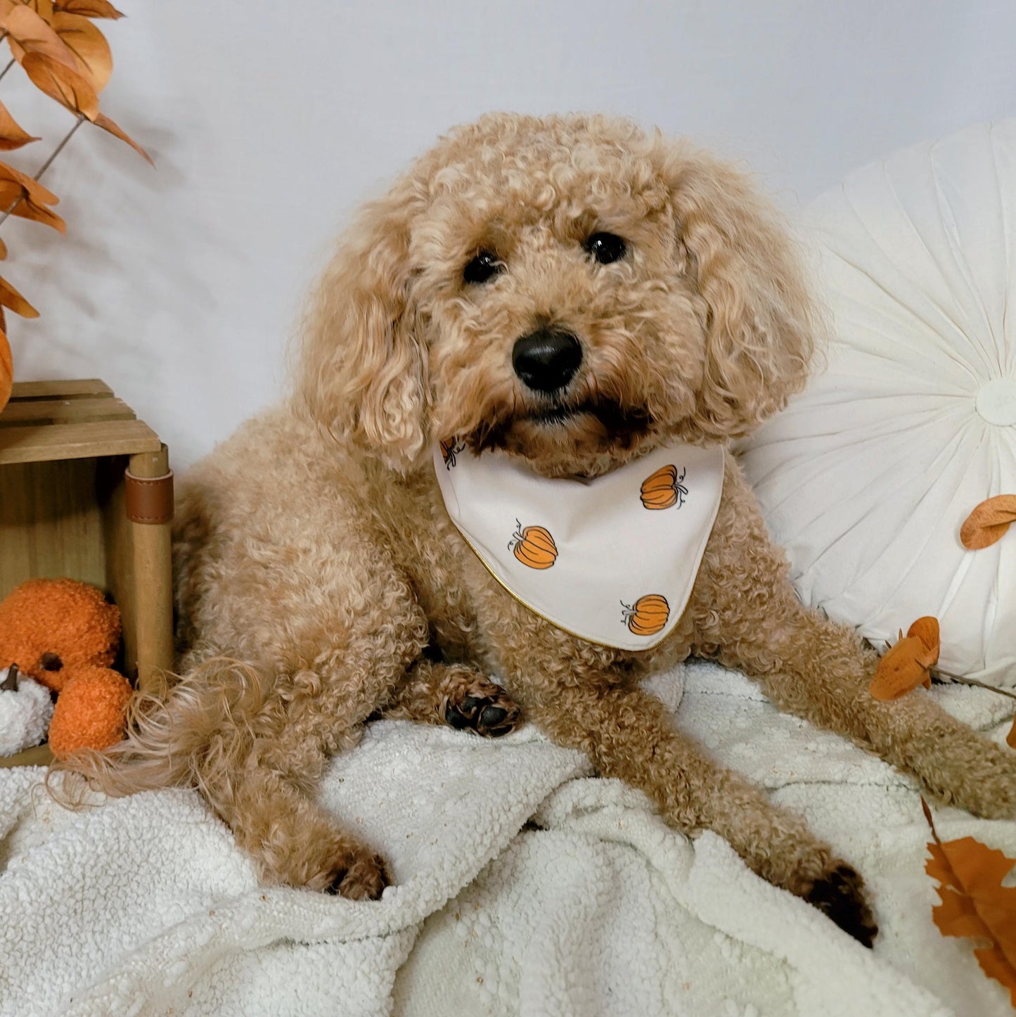 Varsity Fall Vibes Dog Bandana