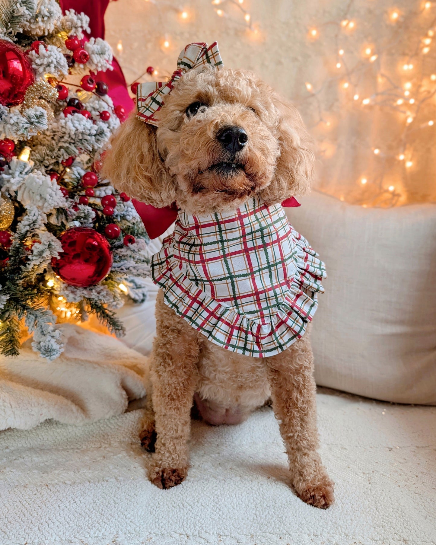 Dog in a plaid outfit standing in front of a decorated Christmas tree with lights.