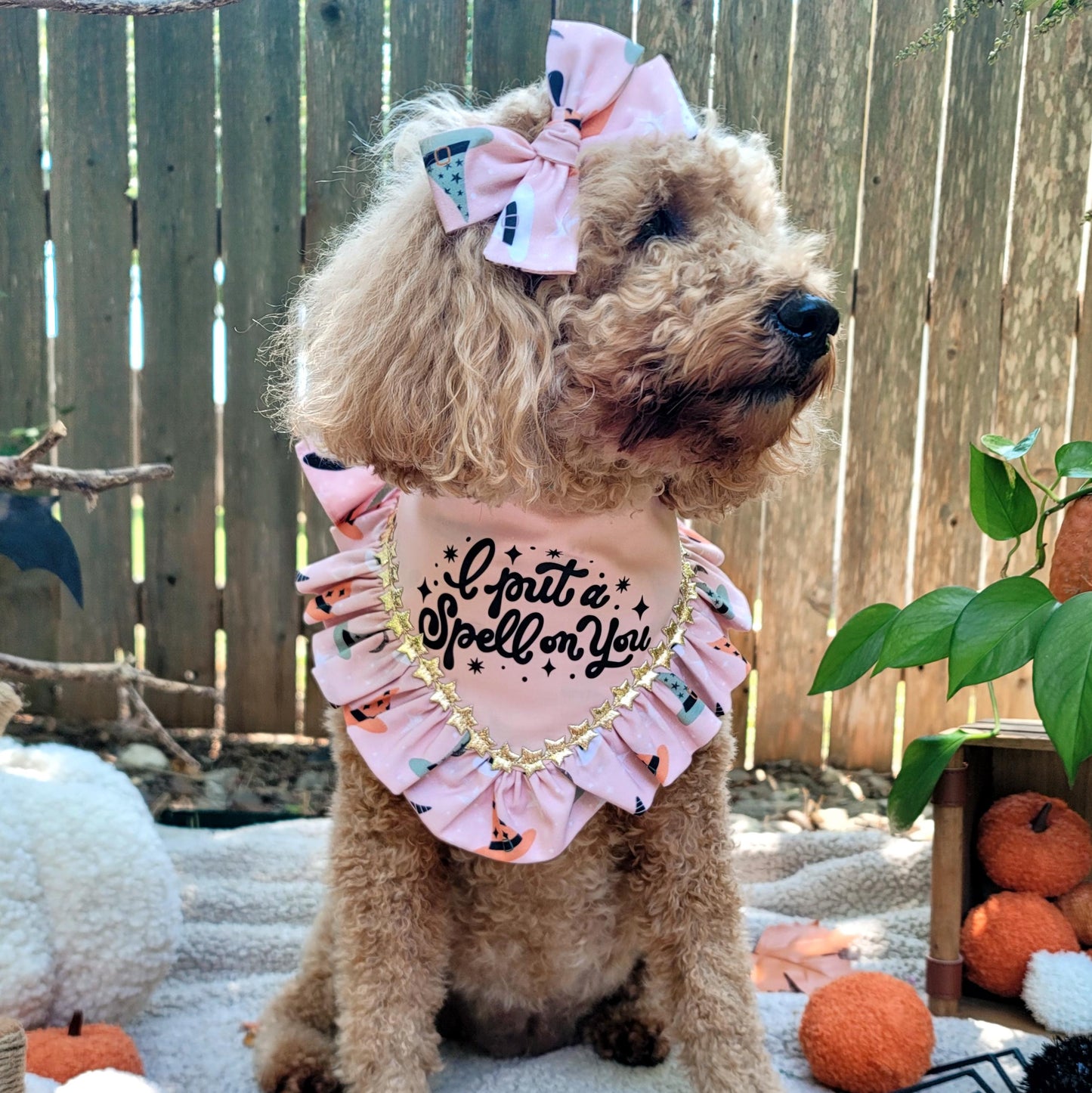 Dog wearing a pink outfit with text and ruffles, sitting outdoors with pumpkins and plants.