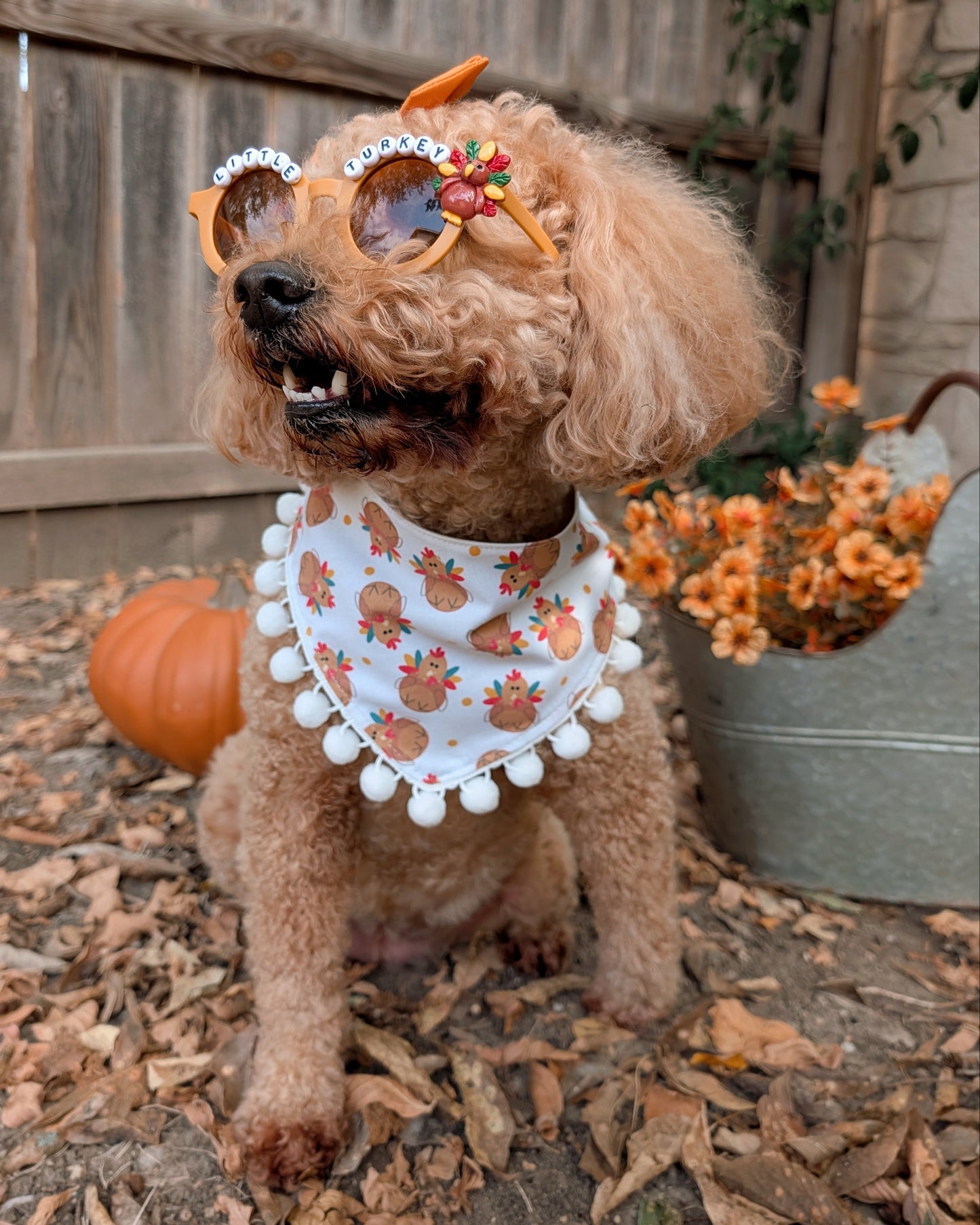 Dog wearing sunglasses and a bandana with turkies, standing outdoors with a pumpkin and flowers in the background.