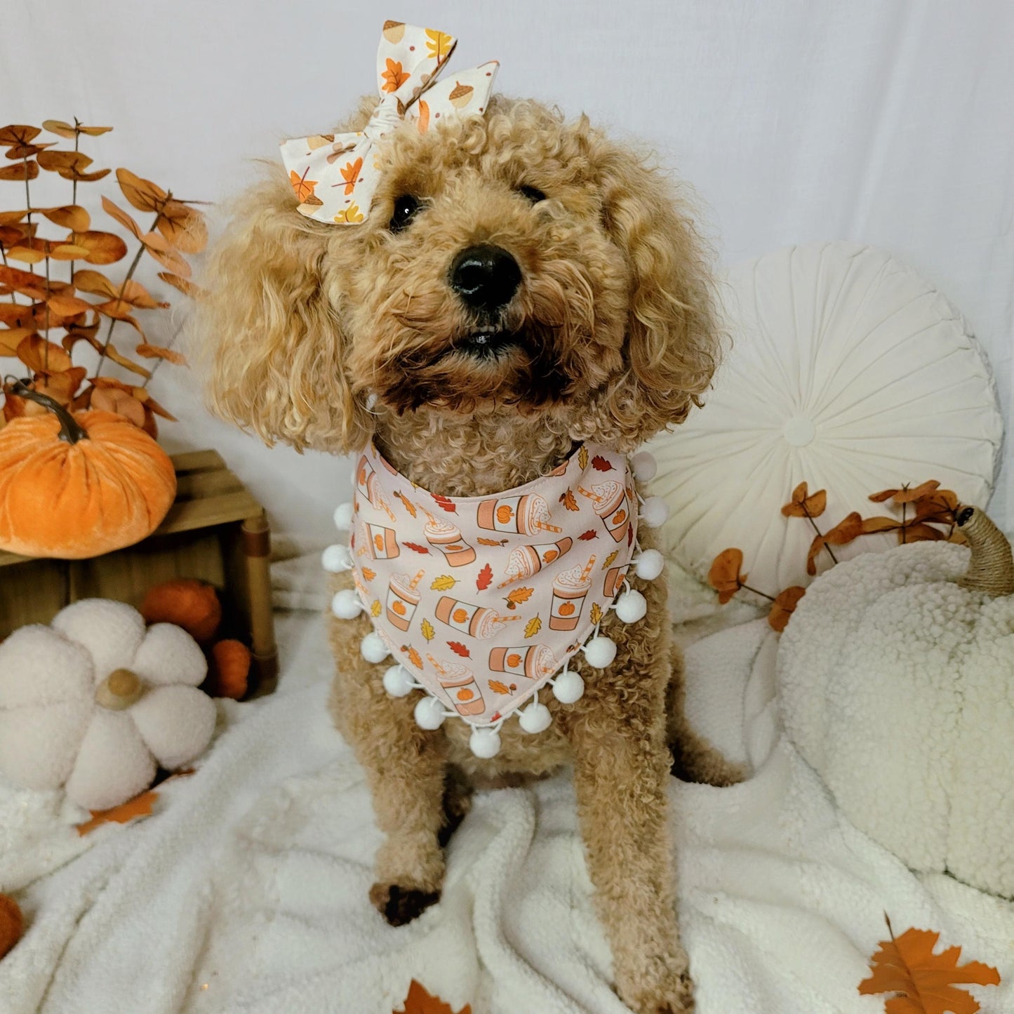 Dog wearing a bandana and bow with pumpkins and leaves in the background