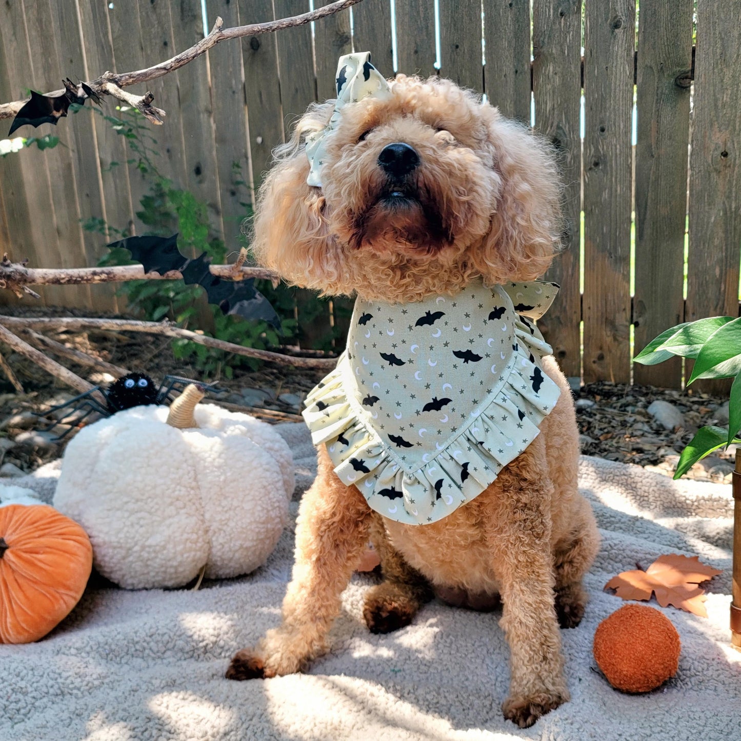 Dog wearing Halloween bat print bandana with pumpkins and bats in the background
