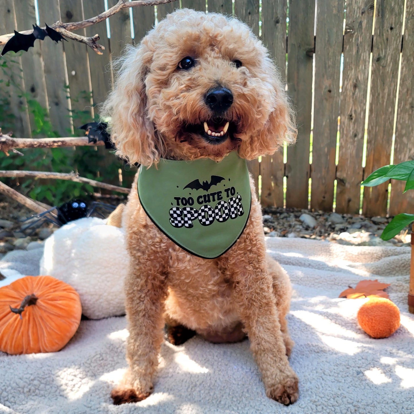Dog wearing a green bandana with Halloween "too cut to spook" text, surrounded by pumpkins and decorations outdoors.