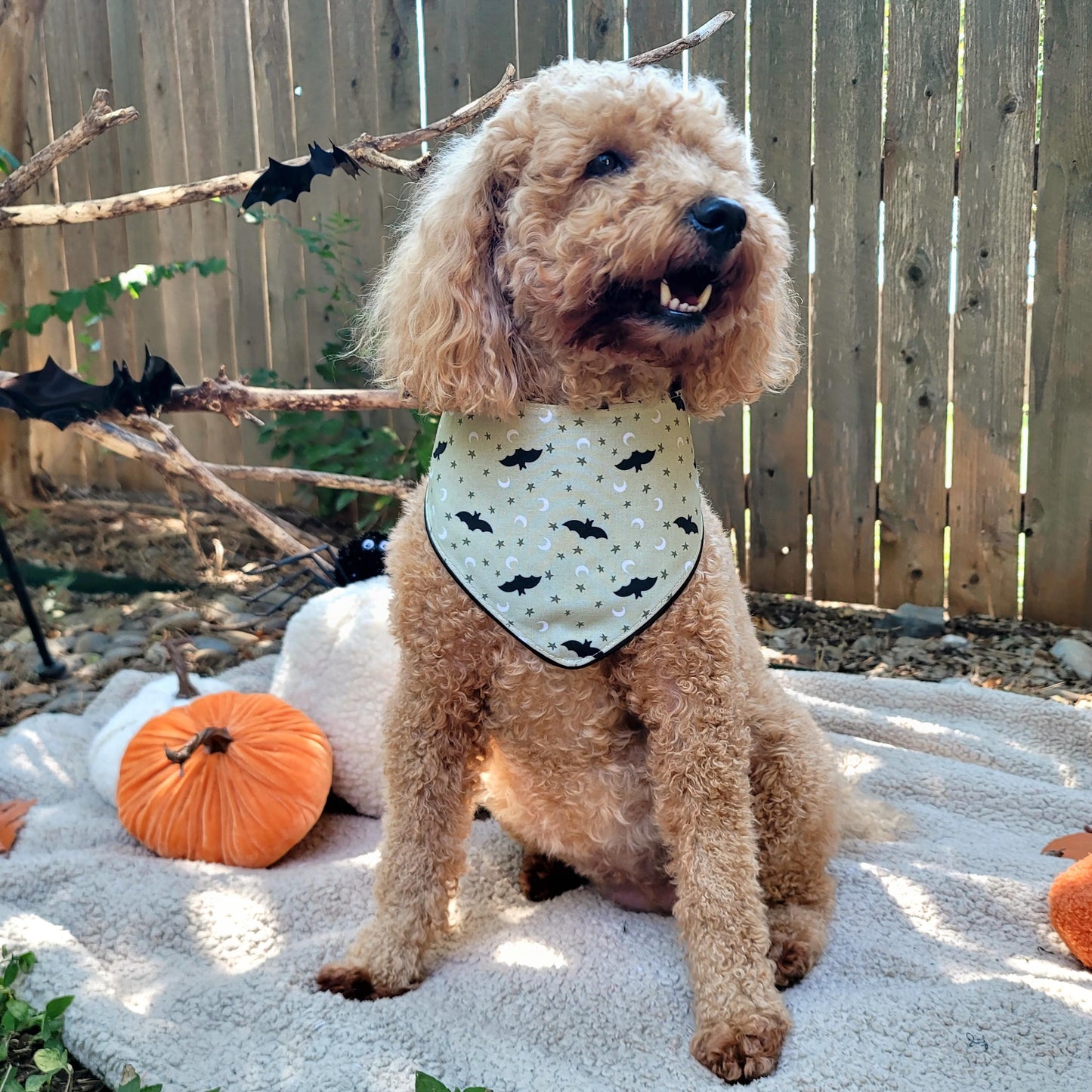 Dog wearing a Halloween themed bat print bandana with pumpkins and bats in the background.