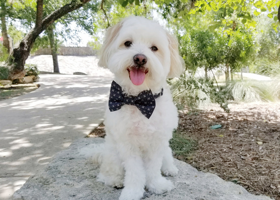 In Memory of Asher