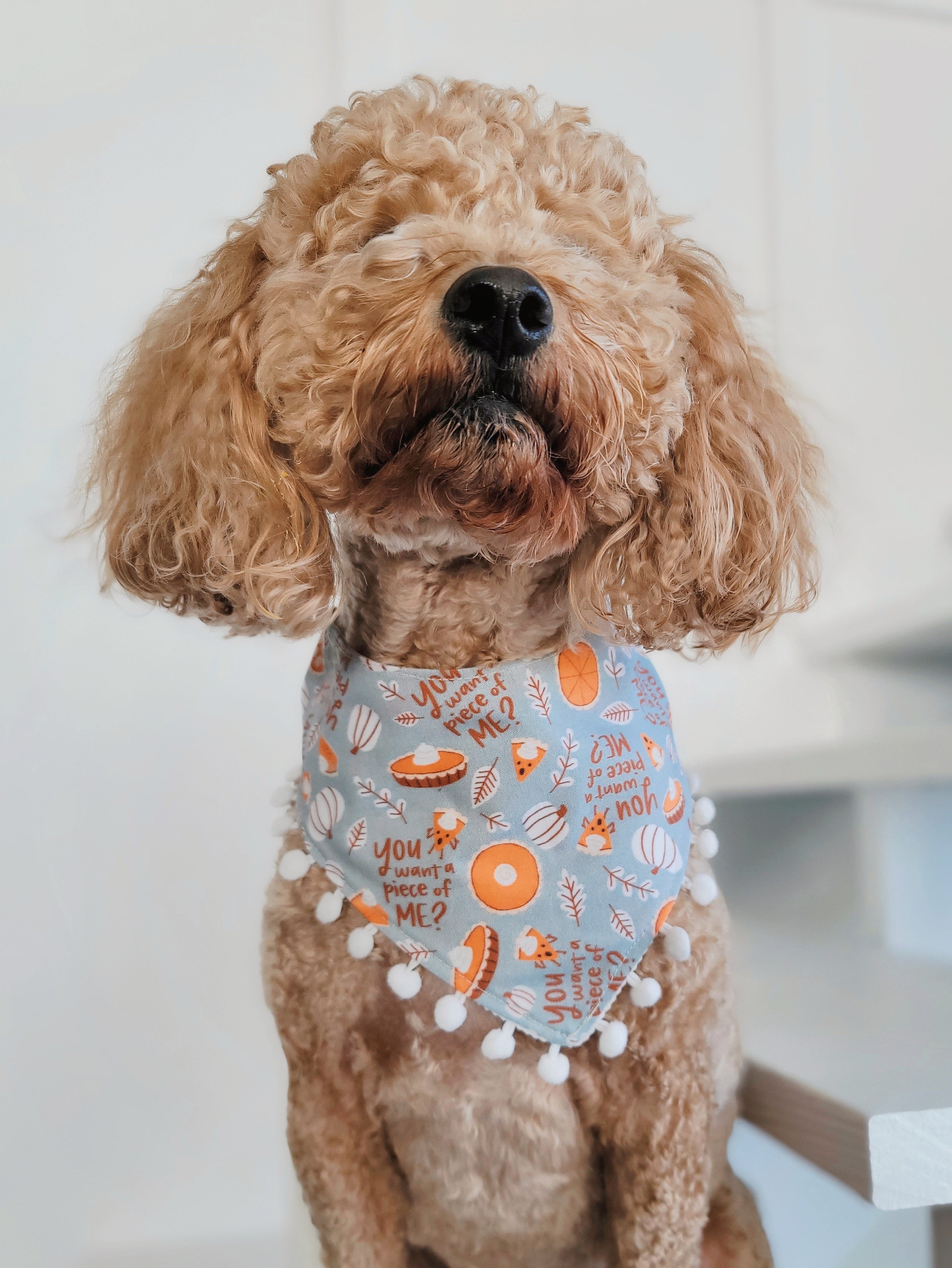 Pumpkin dog hot sale bandana