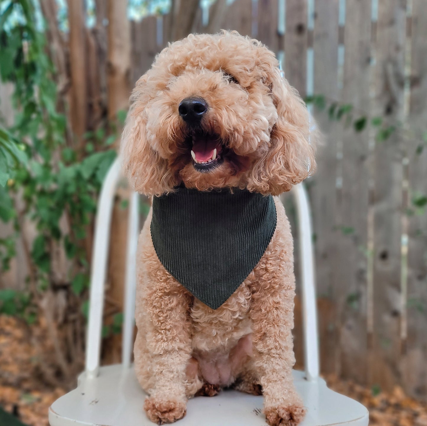 Dark Olive Corduroy Dog Bandana With or Without Ruffle Trim