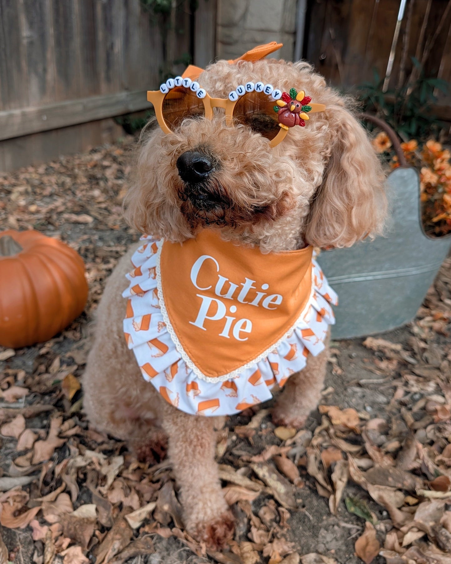 Dog wearing an 'Cutie Pie' bandana with a pumpkin and leaf background
