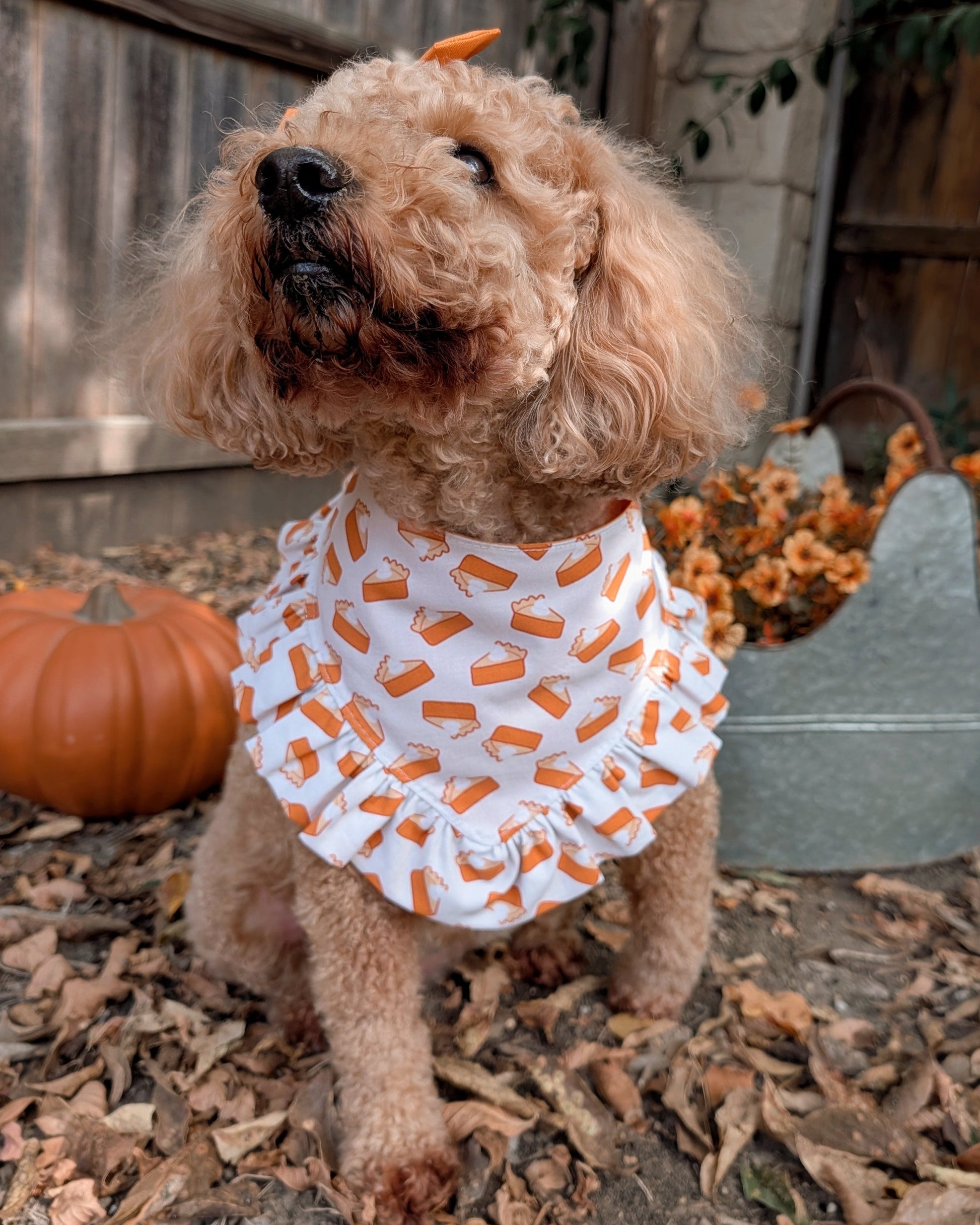 Small dog wearing a punpkin pie print bandana standing outdoors with pumpkins and flowers in the background.