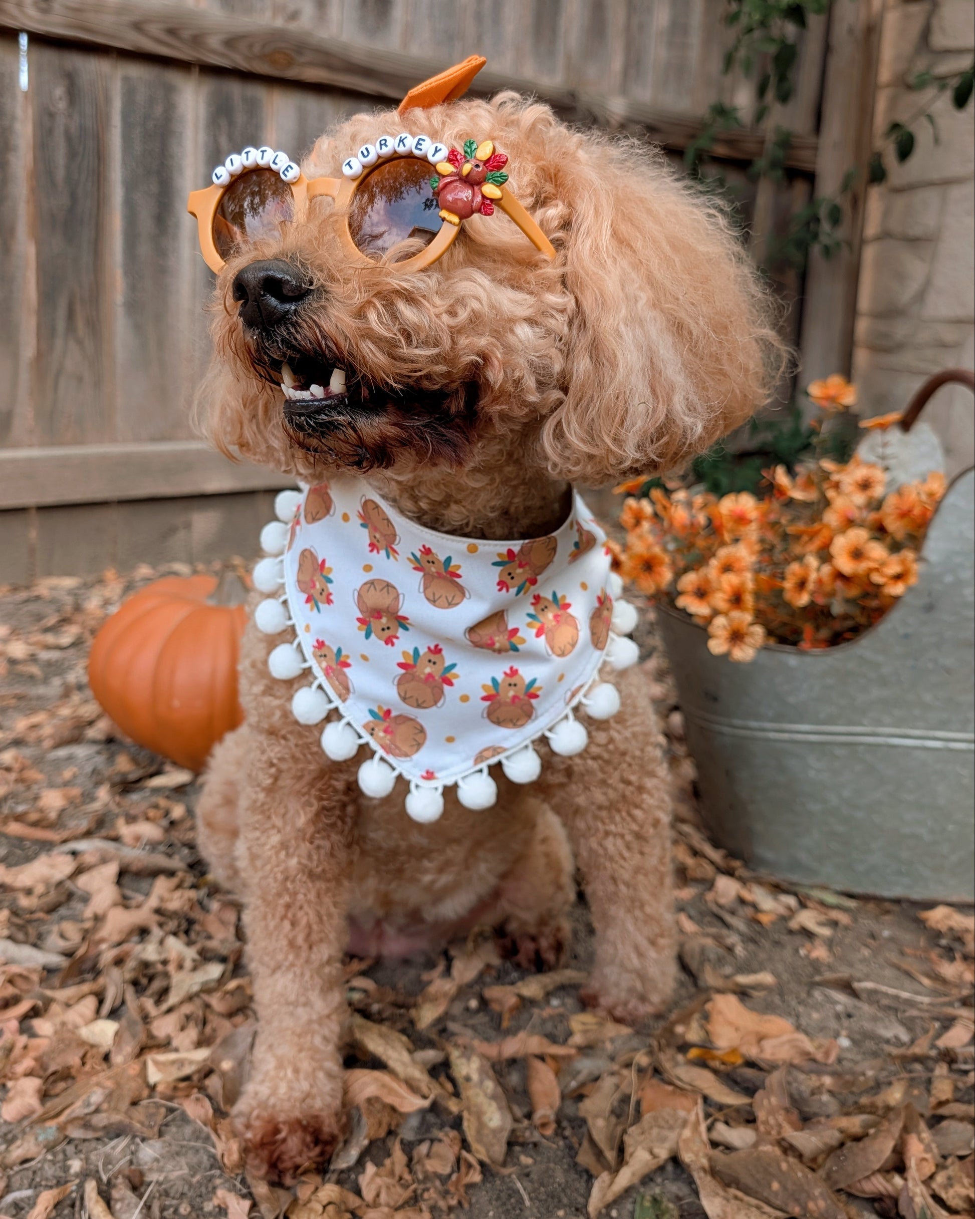 Dog wearing sunglasses and a bandana with turkies, standing outdoors with a pumpkin and flowers in the background.