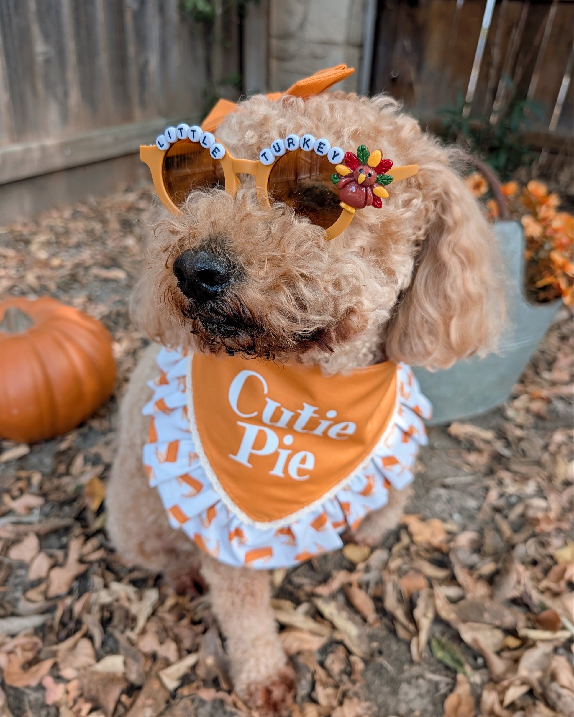 Dog wearing a 'Cutie Pie' bandana and Halloween sunglasses with a pumpkin in the background