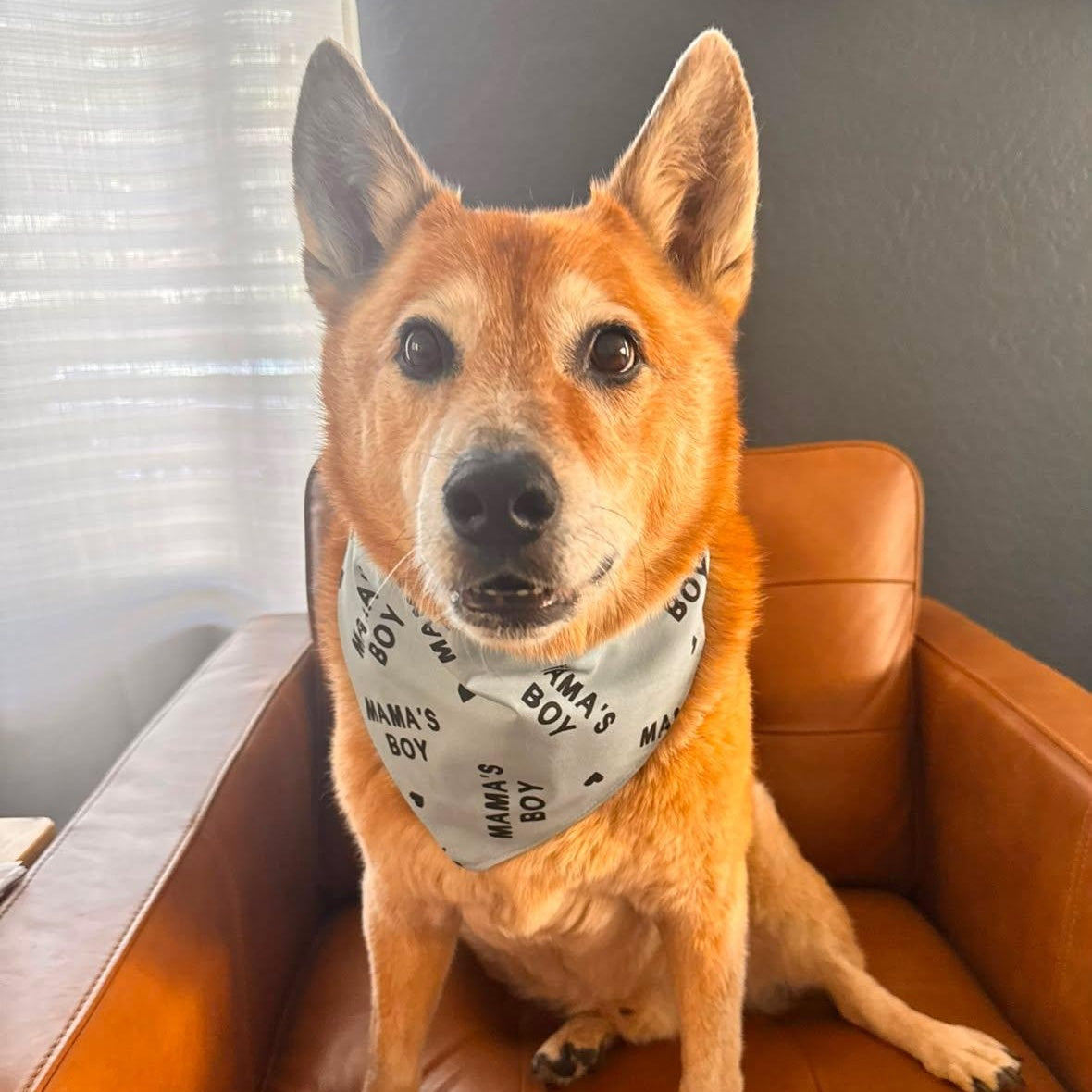 Mama's Boy Dog Bandana