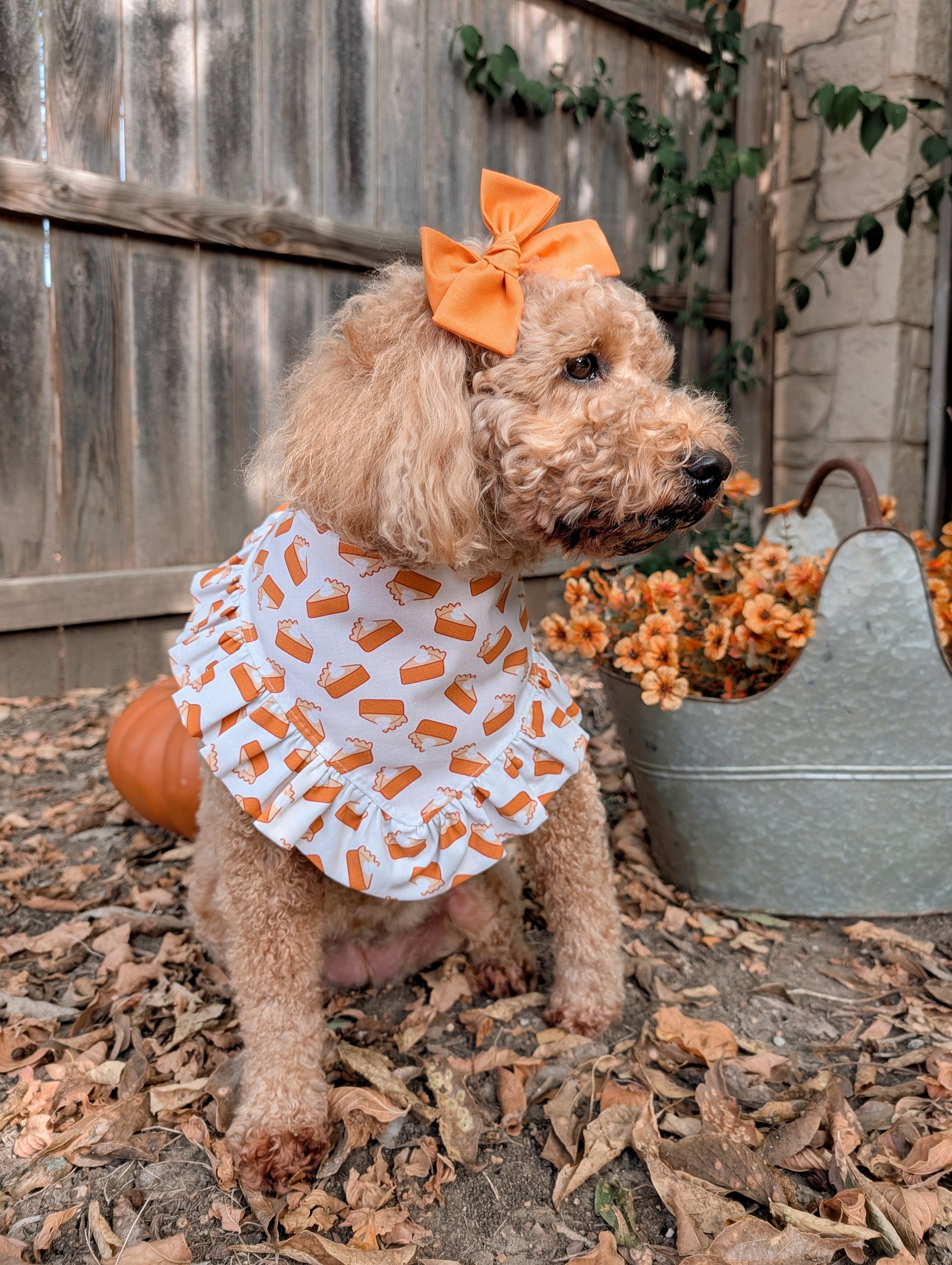 Dog wearing spiced orange hair bow and pumpkin pie bandana 