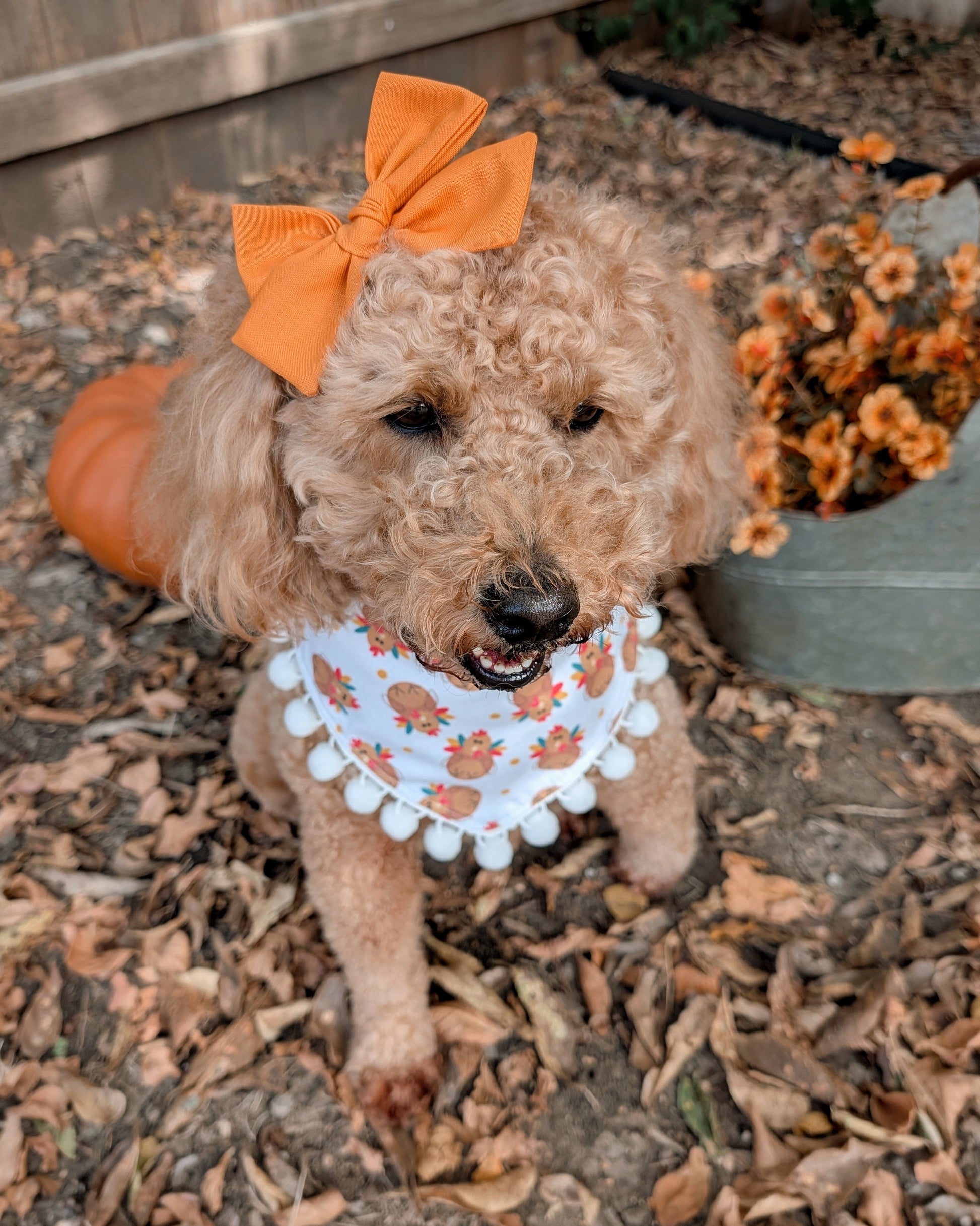 Dog wearing an spiced orange hair bow 