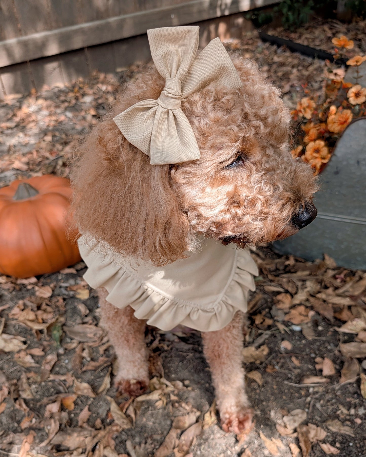 Small dog wearing a beige bow and ruffled dress standing on a stone surface with autumn leaves and pumpkins.