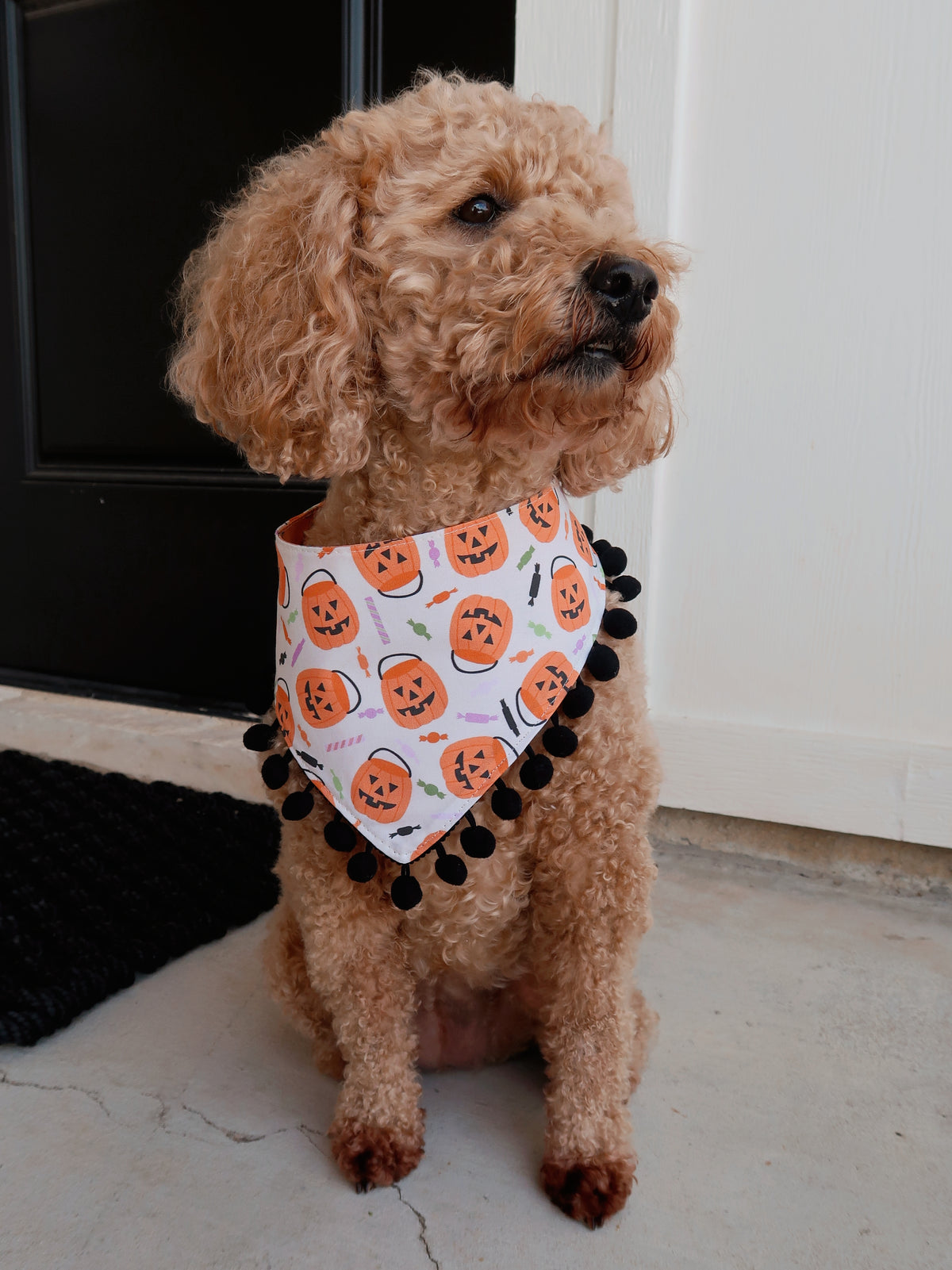Trick or Treat Dog Bandana